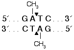 NEB代理 , 表观遗传学 , 其它用于表观遗传学分析的限制性内切酶